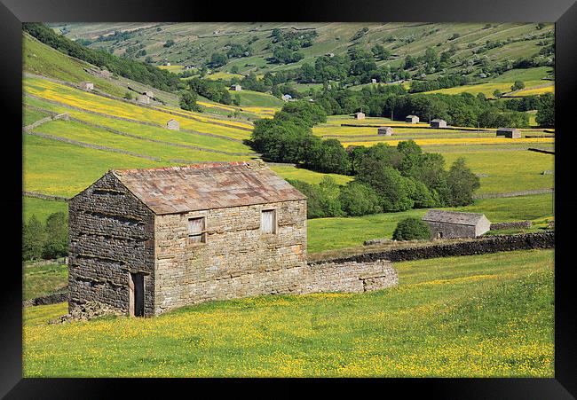 Barns in Swaledale Framed Print by Andrew Ray