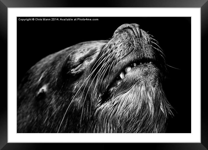  Old sealion Framed Mounted Print by Chris Mann