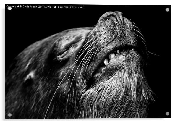  Old sealion Acrylic by Chris Mann