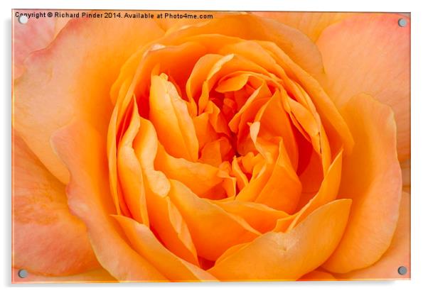 Beautiful Yellow Peace Rose  Acrylic by Richard Pinder