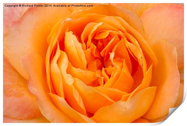 Beautiful Yellow Peace Rose  Print by Richard Pinder