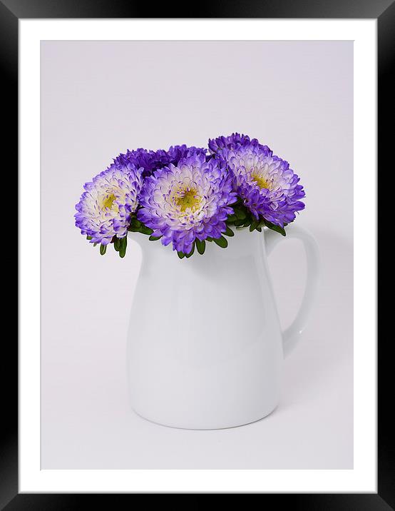  Pretty Asters Framed Mounted Print by Fine art by Rina