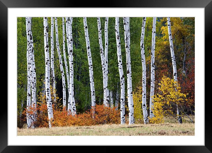 Autumn Aspens Framed Mounted Print by Mike Dawson