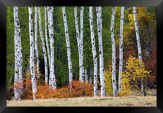 Autumn Aspens Framed Print by Mike Dawson