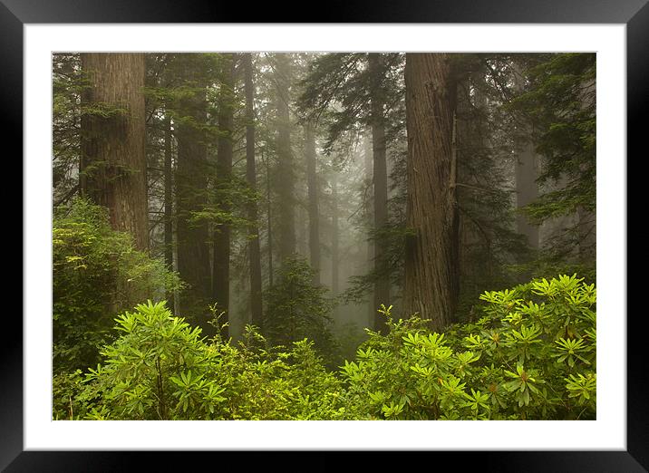 Giants in the Mist Framed Mounted Print by Mike Dawson