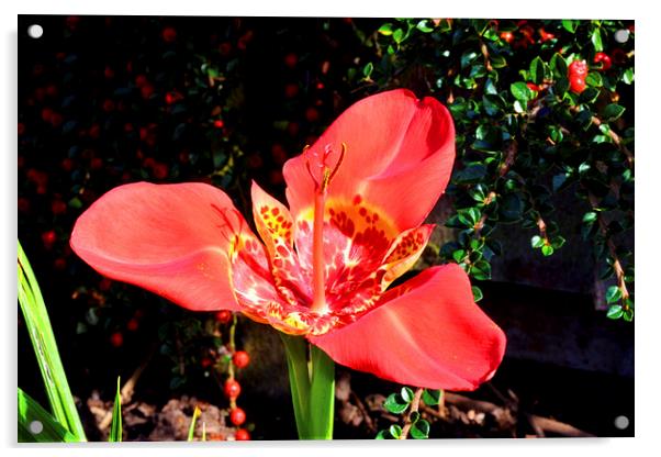  Beautiful Red Tigridia in all its glory. Acrylic by Frank Irwin