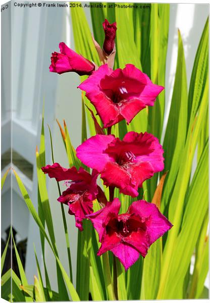  Beautiful Gladiola in all its glory Canvas Print by Frank Irwin