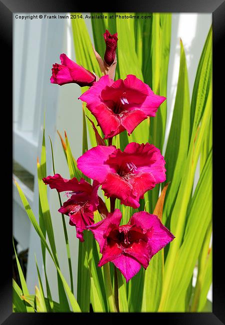  Beautiful Gladiola in all its glory Framed Print by Frank Irwin
