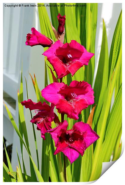  Beautiful Gladiola in all its glory Print by Frank Irwin