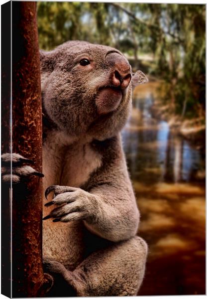 Koala Bear Canvas Print by paul willats