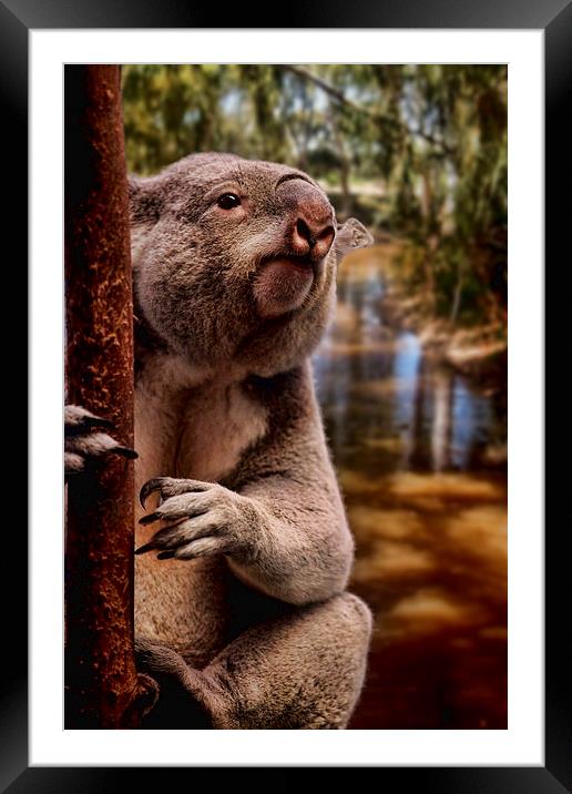 Koala Bear Framed Mounted Print by paul willats
