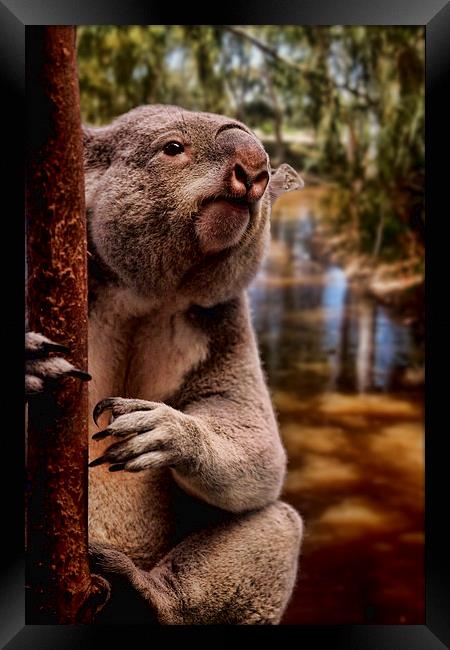 Koala Bear Framed Print by paul willats