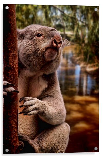 Koala Bear Acrylic by paul willats