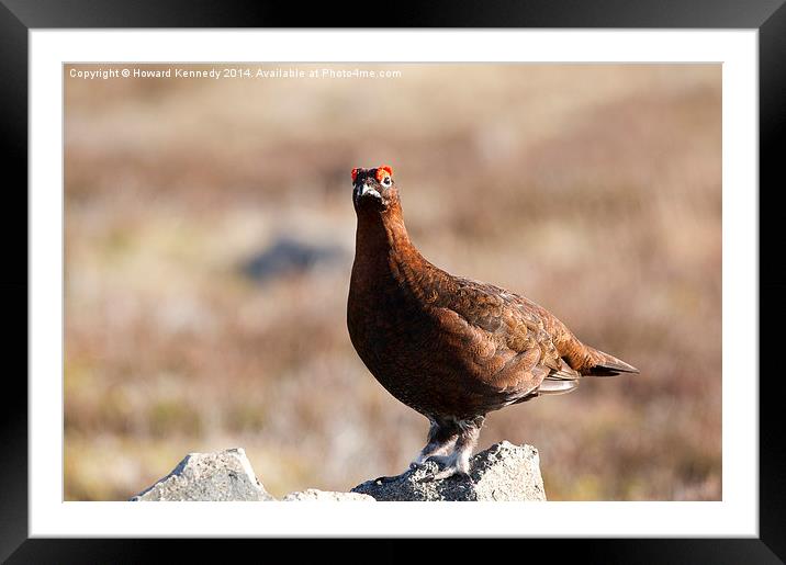 Red Grouse Framed Mounted Print by Howard Kennedy