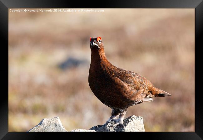 Red Grouse Framed Print by Howard Kennedy