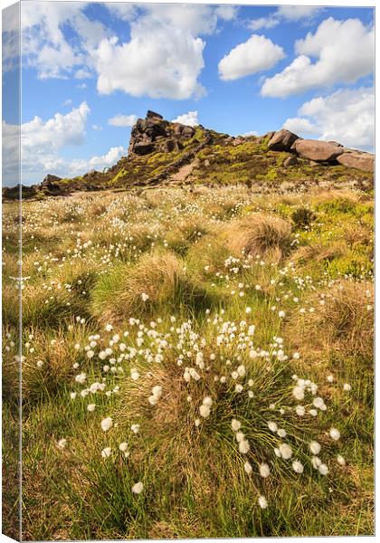 Cotton Grass at the Roaches Canvas Print by Andrew Ray