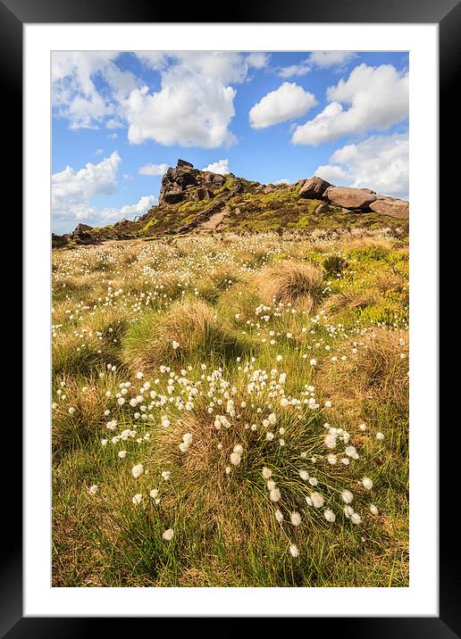 Cotton Grass at the Roaches Framed Mounted Print by Andrew Ray