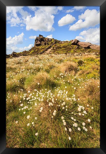 Cotton Grass at the Roaches Framed Print by Andrew Ray