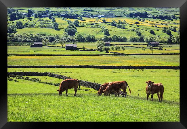 Cows at Raydale Framed Print by Andrew Ray