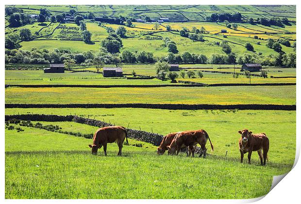 Cows at Raydale Print by Andrew Ray