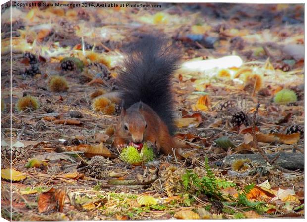  Red Squirrel harvesting for winter Canvas Print by Sara Messenger