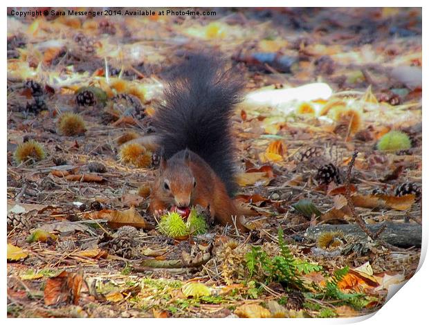  Red Squirrel harvesting for winter Print by Sara Messenger