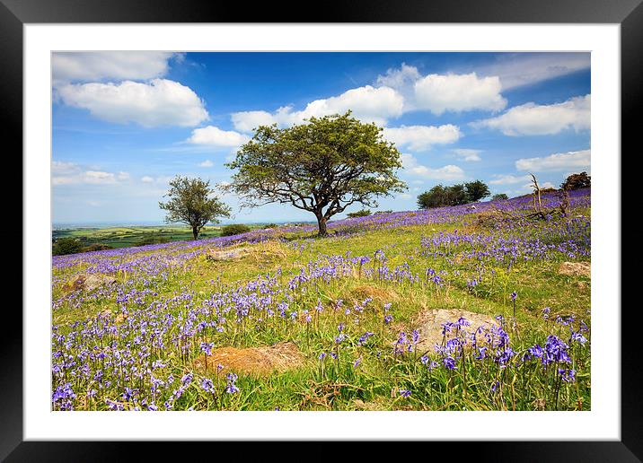 Dartmoor Bluebells Framed Mounted Print by Andrew Ray