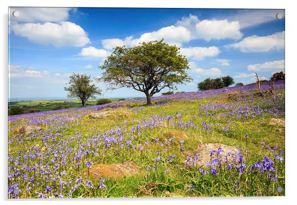 Dartmoor Bluebells Acrylic by Andrew Ray