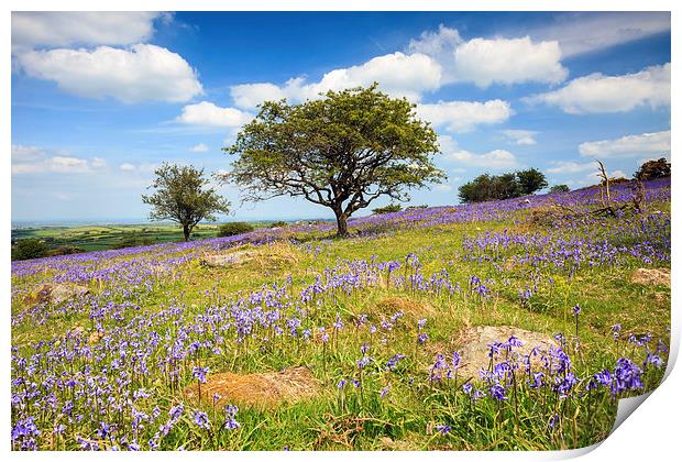 Dartmoor Bluebells Print by Andrew Ray