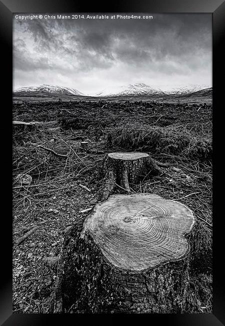  Can't see the wood for the trees Framed Print by Chris Mann