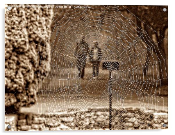  a view through the web Acrylic by chrissy woodhouse