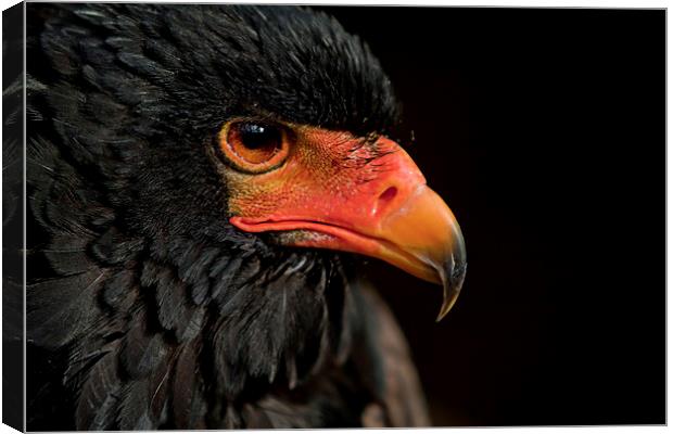  African Red Faced Eagle Canvas Print by Chris Mann