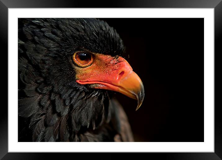  African Red Faced Eagle Framed Mounted Print by Chris Mann