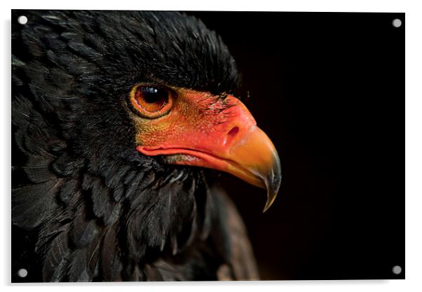  African Red Faced Eagle Acrylic by Chris Mann