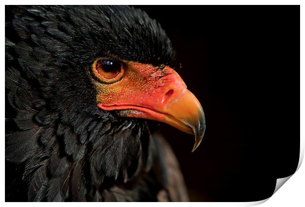  African Red Faced Eagle Print by Chris Mann