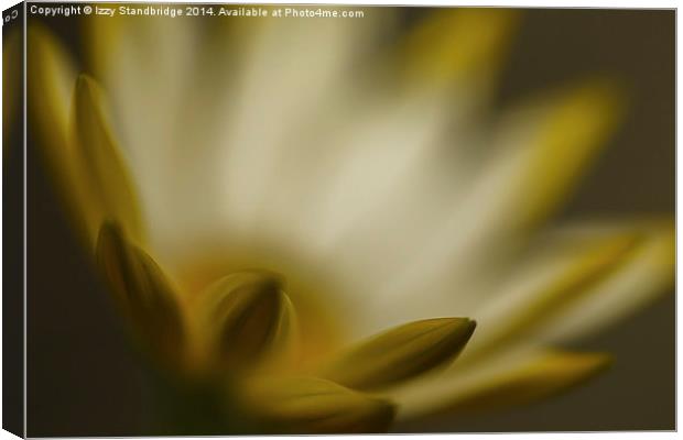  Cape Daisy, (Osteospermum), soft focus Canvas Print by Izzy Standbridge