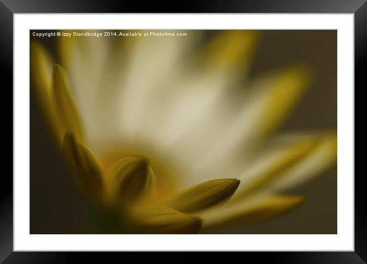  Cape Daisy, (Osteospermum), soft focus Framed Mounted Print by Izzy Standbridge
