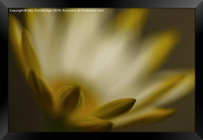  Cape Daisy, (Osteospermum), soft focus Framed Print by Izzy Standbridge