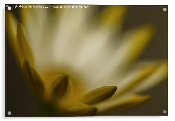  Cape Daisy, (Osteospermum), soft focus Acrylic by Izzy Standbridge