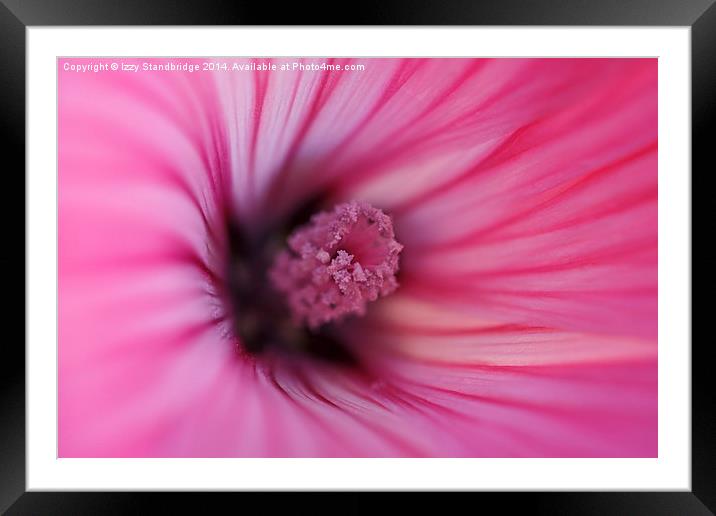 Pink Mallow, soft focus Framed Mounted Print by Izzy Standbridge