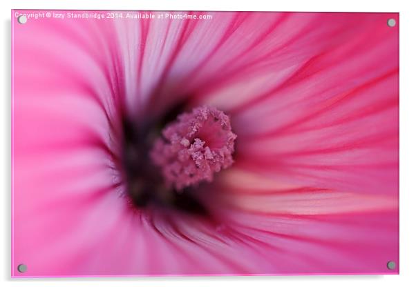  Pink Mallow, soft focus Acrylic by Izzy Standbridge