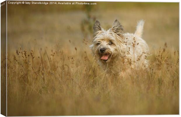  Cairn Terrier in Autumn grasses Canvas Print by Izzy Standbridge