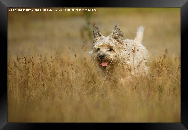  Cairn Terrier in Autumn grasses Framed Print by Izzy Standbridge