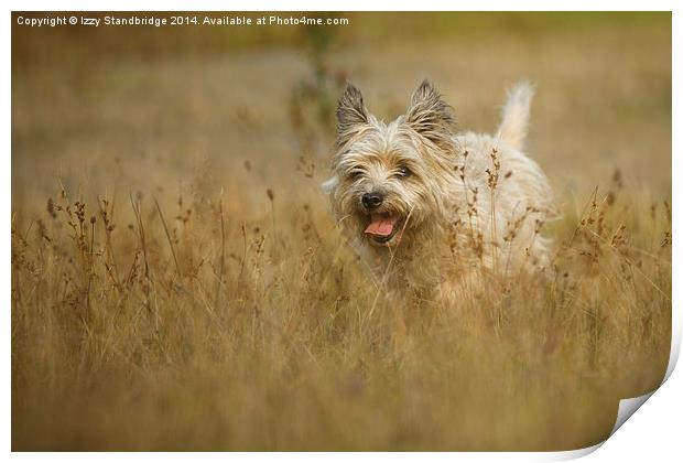  Cairn Terrier in Autumn grasses Print by Izzy Standbridge