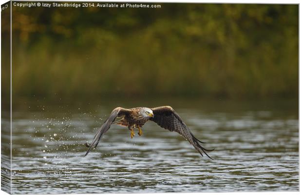 Red Kite "fishing" at the lake in autumn Canvas Print by Izzy Standbridge