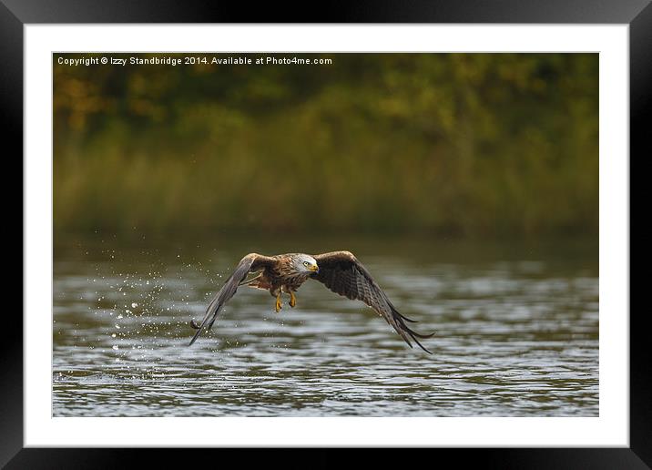  Red Kite "fishing" at the lake in autumn Framed Mounted Print by Izzy Standbridge