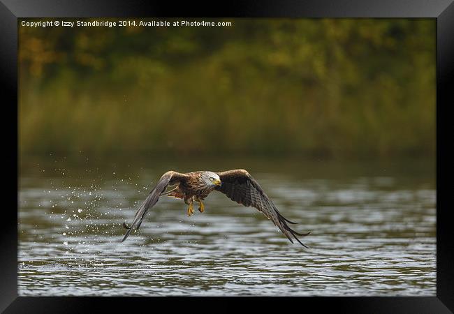  Red Kite "fishing" at the lake in autumn Framed Print by Izzy Standbridge