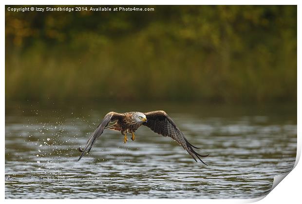  Red Kite "fishing" at the lake in autumn Print by Izzy Standbridge