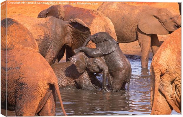 Baby Elephants Playing Canvas Print by Howard Kennedy