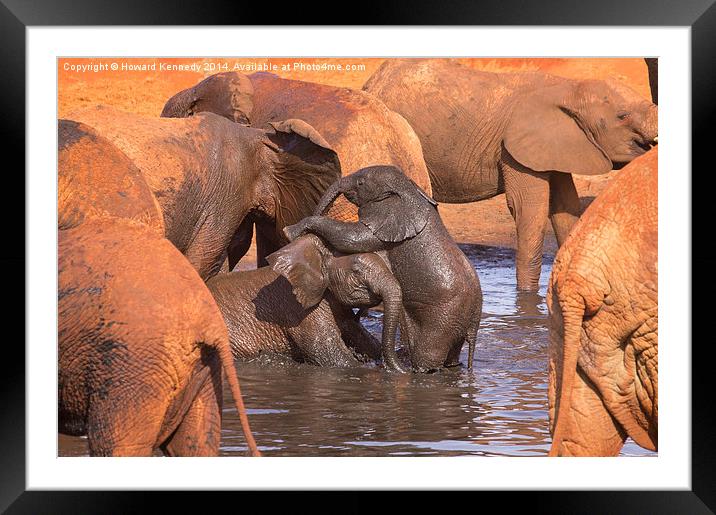 Baby Elephants Playing Framed Mounted Print by Howard Kennedy